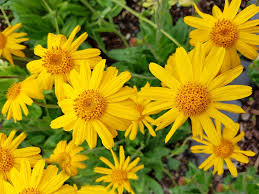Arnica Montana