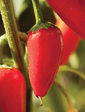 Capsicm Annuum