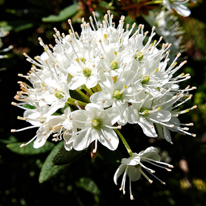 Ledum palustre