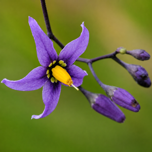 Dulcamara
