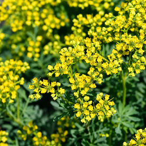 Ruta Graveolens
