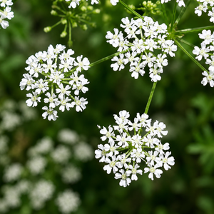 Conium Maculatum