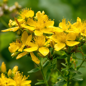 Hypericum