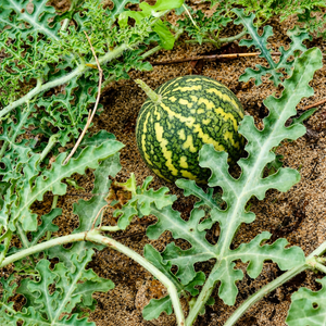 Colocynthis