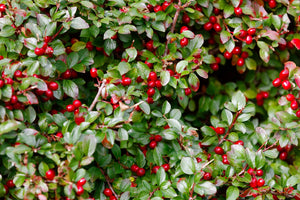 Gaultheria Oil