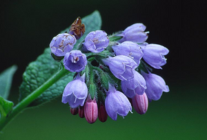 Symphytum Officinale